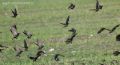 Sturnus vulgaris